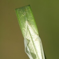 Carex_acuta_Nikkende_Star_09052011_016.JPG