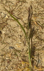 Carex acuta (Nikkende star)