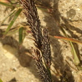 Carex acuta (Nikkende star)