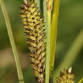 Carex_acutiformis_Kaer-star_27062009_003.JPG
