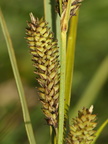 Carex acutiformis (Kær-star)