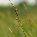 Carex acutiformis (Kær-star)