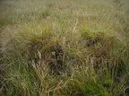 Carex appropinquata (Langakset Star)