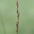 Carex_appropinquata_Langakset_Star_03072014_Haderup_010.JPG