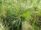 Carex appropinquata (Langakset Star)