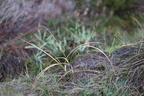 Carex arenaria (Sand-Star)