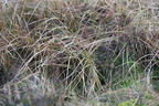 Carex arenaria (Sand-Star)
