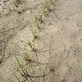 Carex arenaria (Sand-star)