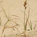 Carex arenaria (Sand-star)