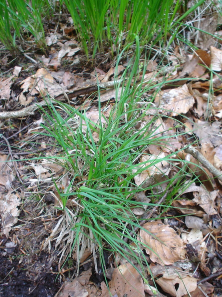 Carex_canescens_Graa_star_18052007_001.JPG
