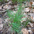 Carex_canescens_Graa_star_18052007_001.JPG