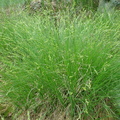Carex canescens (Grå star)