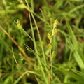 Carex canescens (Grå star)
