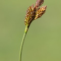 Carex_caryophyllea_Vaar-Star_06062013_Uhre_Brande_LSE_007.JPG