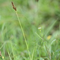 Carex_caryophyllea_Vaar-Star_21062013_Taagelund_Egtved_LSE_001.JPG