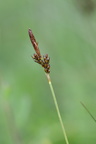 Carex caryophyllea (Vår-Star)