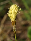 Carex caryophyllea (Vår-star)