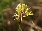 Carex caryophyllea (Vår-star)