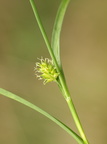 Carex demissa (Grøn Star)