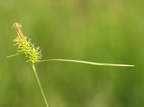 Carex demissa (Grøn Star)