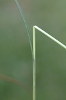 Carex diandra (Trindstænglet Star)