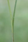 Carex diandra (Trindstænglet Star)
