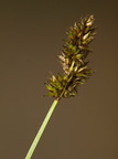 Carex diandra (Trindstænglet star)