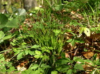 Carex digitata (Finger-Star)