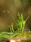 Carex digitata (Finger-Star)