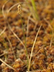 Carex dioica (Tvebo star)