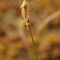 Carex_dioica_Tvebo_star_28052008_028.JPG