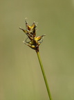 Carex dioica (Tvebo star)