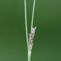 Carex_distans_Fjernakset_Star_14052014_Kaloe_Slotsruin_015.JPG