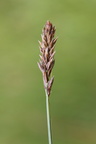 Carex disticha (Toradet Star)