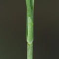 Carex_disticha_Toradet_Star_09052014_Moeltrup_007.JPG
