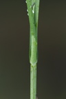 Carex disticha (Toradet Star)