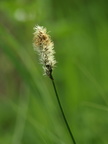 Carex disticha (Toradet star)