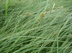 Carex disticha (Toradet star)