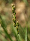 Carex divulsa (Mellembrudt star)