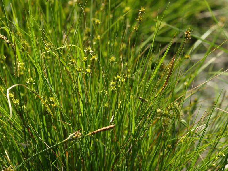 Carex_echinata_Stjerne-Star.JPG