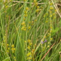 Carex_echinata_Stjerne-Star_07062011_Karup_AA_Koelvraa_171.JPG