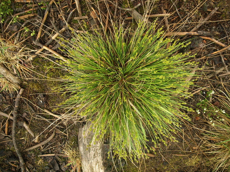 Carex_echinata_Stjerne-Star_11062012_Uhre_Brande_002.JPG