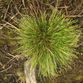 Carex echinata (Stjerne-Star)