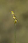 Carex echinata (Stjerne-Star)