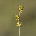 Carex_echinata_Stjerne-Star_30052014_Moeltrup_003.JPG