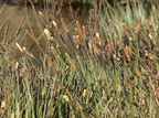 Carex elata (Stiv star)