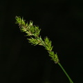 Carex_elongata_Forlaenget_star_001.JPG