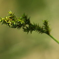 Carex_elongata_Forlaenget_star_003.JPG