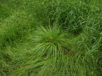 Carex elongata (Forlænget star)