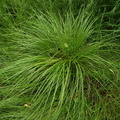 Carex_elongata_Forlaenget_star_19072010_Hoestemark_skov_003.JPG